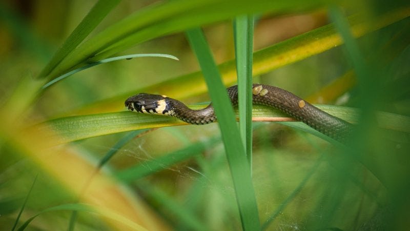 Savages in the Senate: Kennedy Ambushed in a Game of Dirty Politics