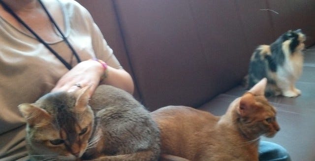 Two cats on my lap Two cats on my lap