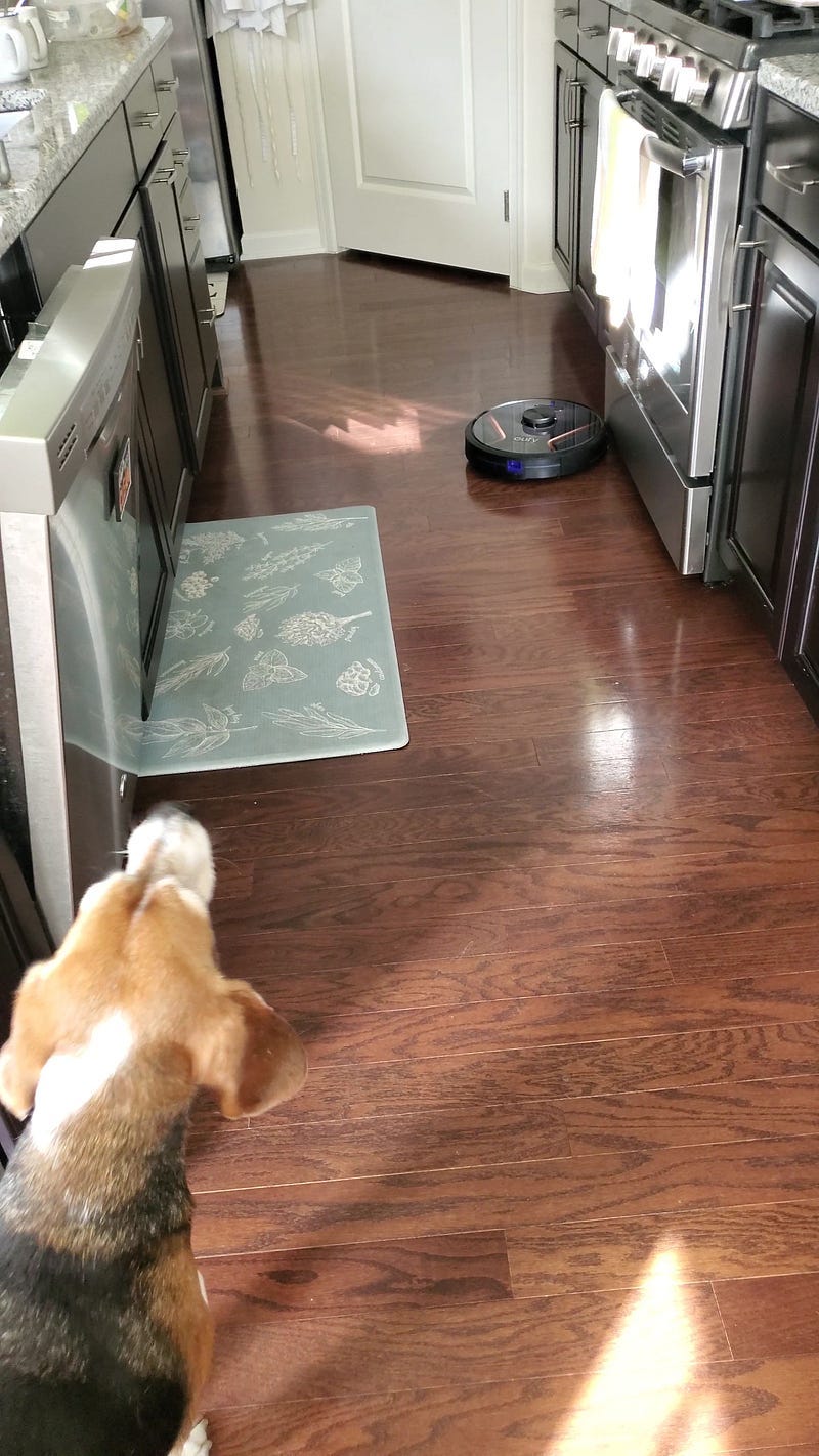 A Beagle howling at a Robotic Vacuum as it cleans the kitchen.
