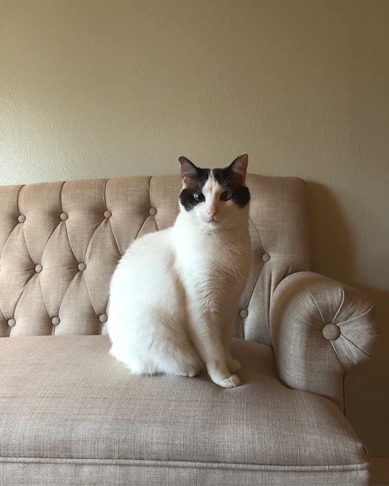 picture of EJW's cat Pip--a snowshoe--on a sofa
