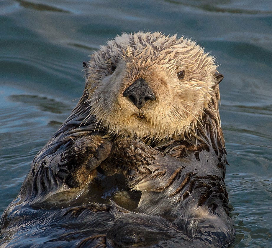 Sea_Otter_(Enhydra_lutris)_(25169790524)_crop.jpg