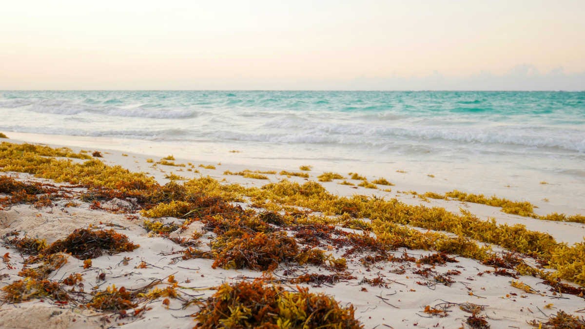 una playa con algas pardas en primer plano y el mar azul por detrás