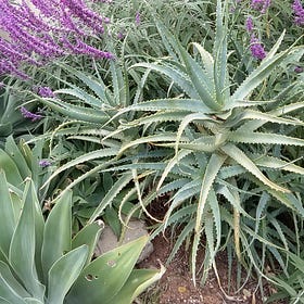 Evidence of Cell Tower Attacks is in the Plants.