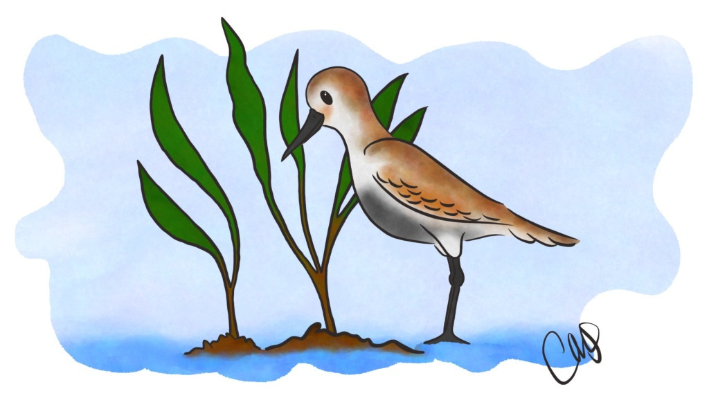 Western Sandpiper bird in a makeshift wetland area. It has landed in water near some plands popping up from the ground.