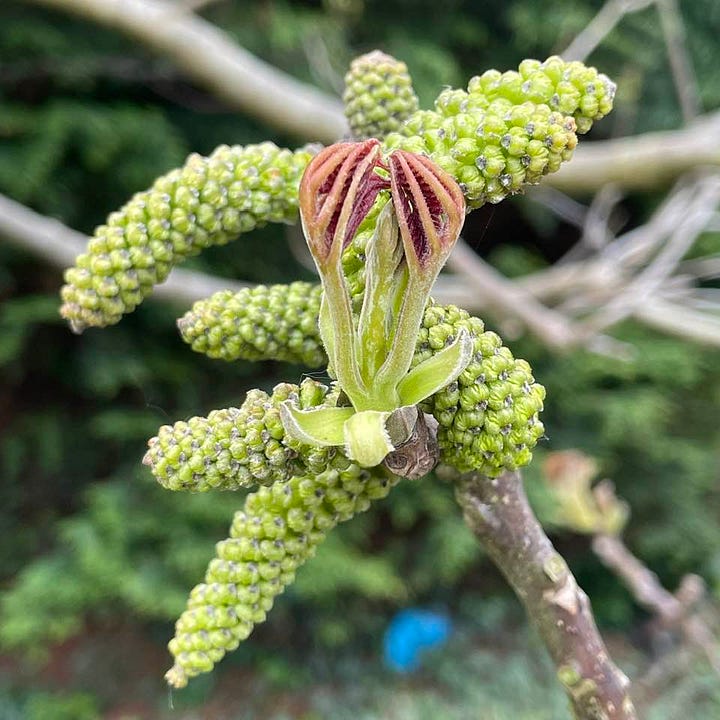 male catkins of walnut tree