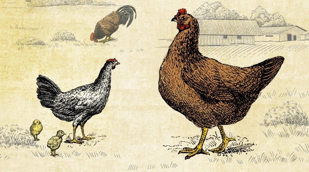 The Egg Label Trap: What &ldquo;Cage-Free&rdquo; and &ldquo;Pasture-Raised&rdquo; Really Mean