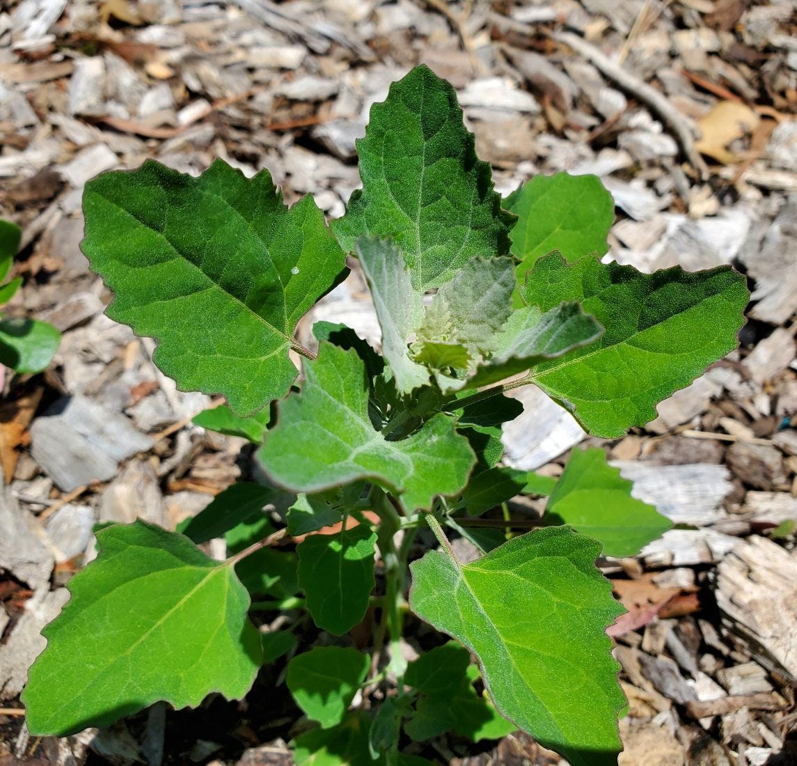 Chenopodium album [Foliage] 20221214_124209 sml.jpg