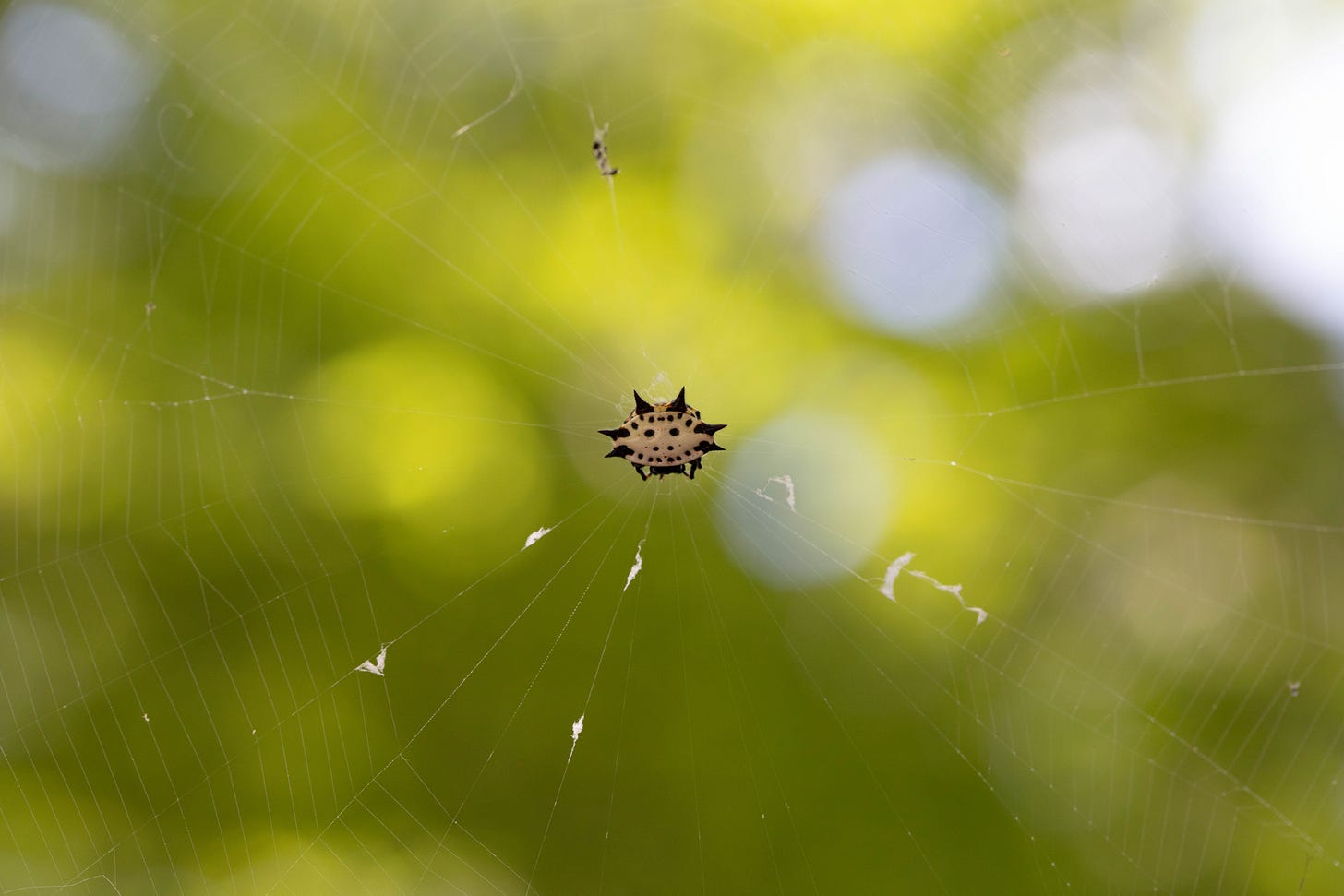 A small spider in the middle of a web, against a soft focus background of green and gold leaves and sunny blue sky. The spider's body is a black-and-white oval with black spiky protrusions and black circles forming what looks like a smiley face on the white abdomen.