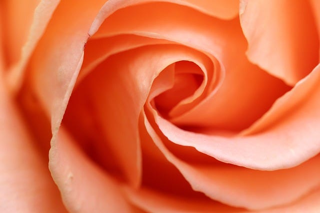 Free Rose Beautiful Flowers photo and picture