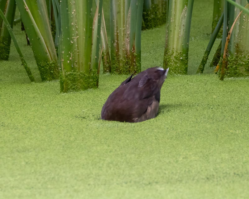 20250918-Sweetwater-84-Edit.jpg 20250918-Sweetwater-84-Edit.jpg