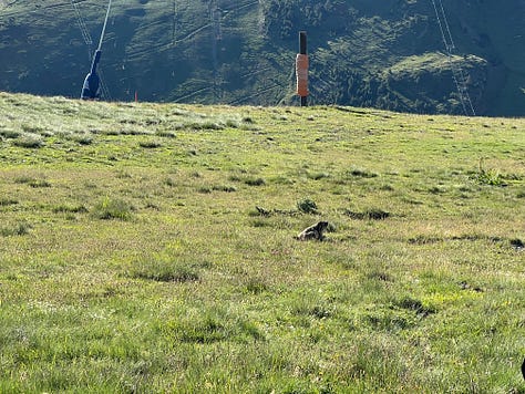 An Eagle and a Mammut in Grau Roig