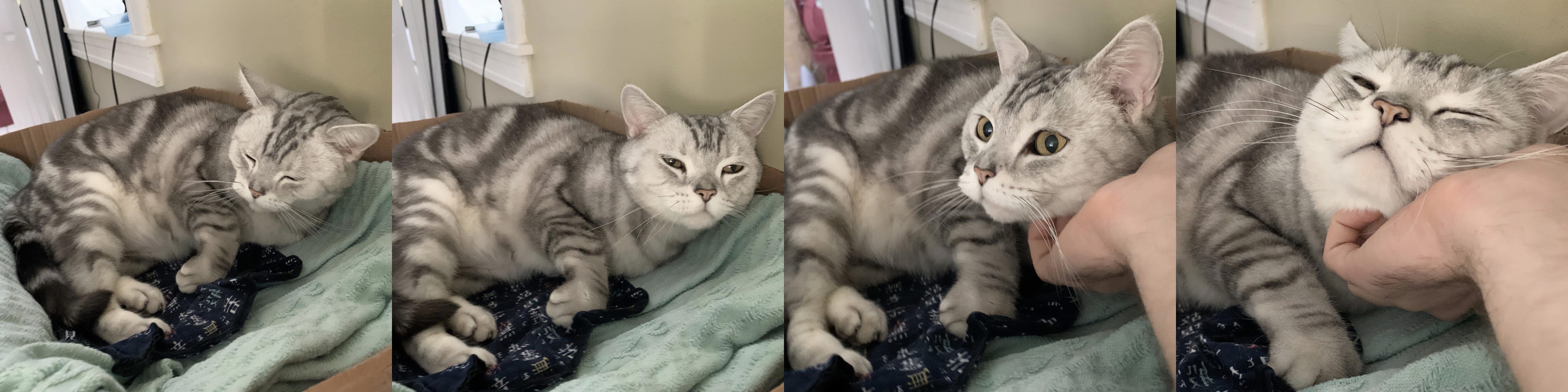 A grey and white tabby curled up in a corner of his bed, first drowsing, then blearily interested, then consenting to chin-chucks, then narrowing his eyes in enjoyment and tilting his head to make sure I knew where to skritch. He was a beautiful boy and a great little dude.