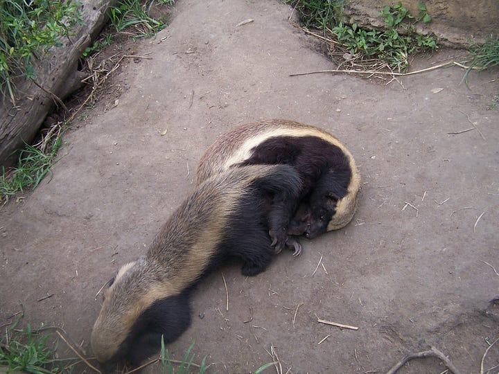 The honey badger is in a small pool, up on top of a post, looking up from the grass, and the pair is cuddling or wrestling on the ground