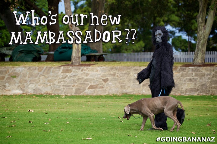 Man in gorilla suit skateboarding on hands along a beach path.