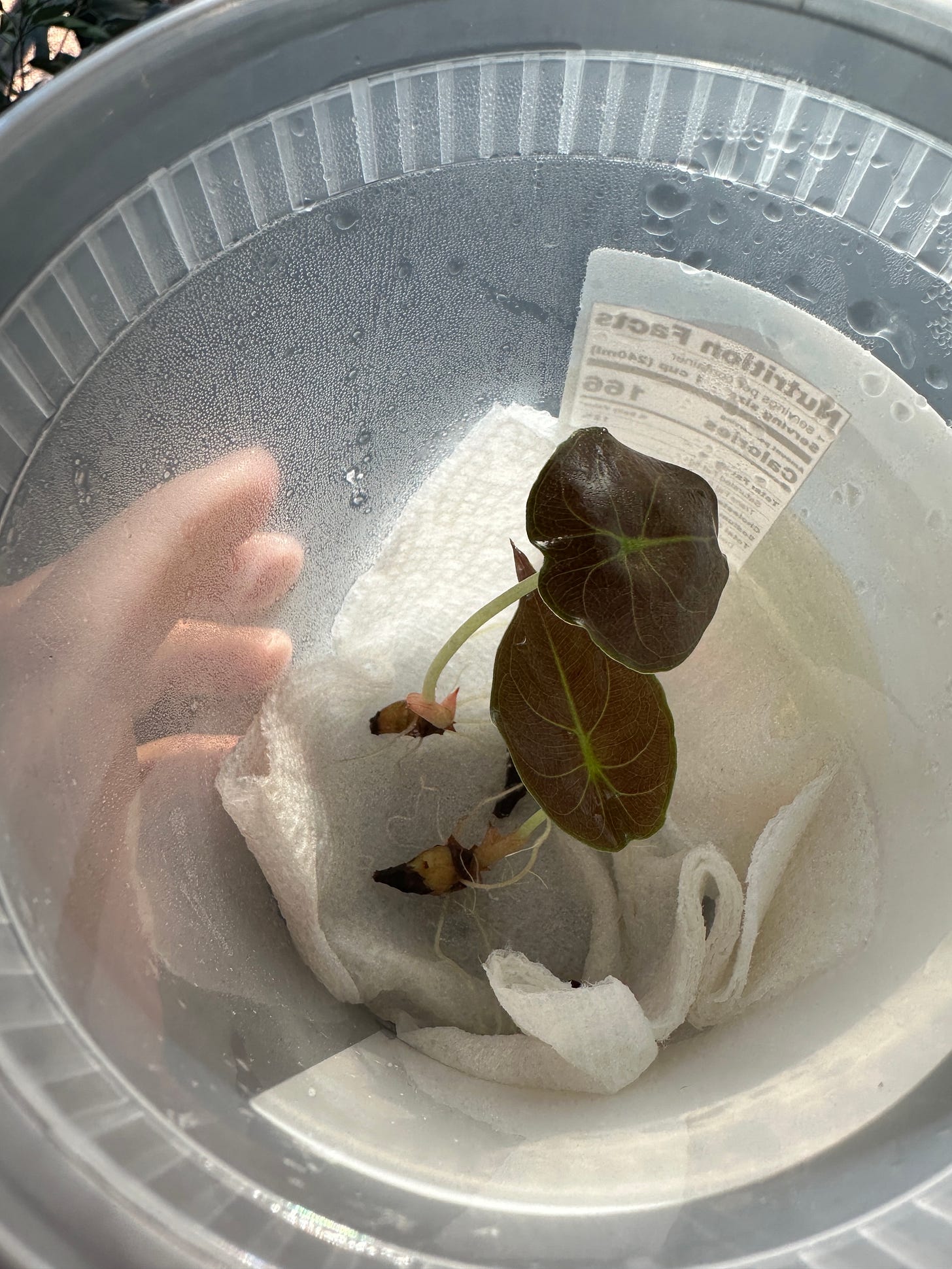 Two baby plants with a single enormous leaf each sit on a moist paper towel in a transparent yogurt container.