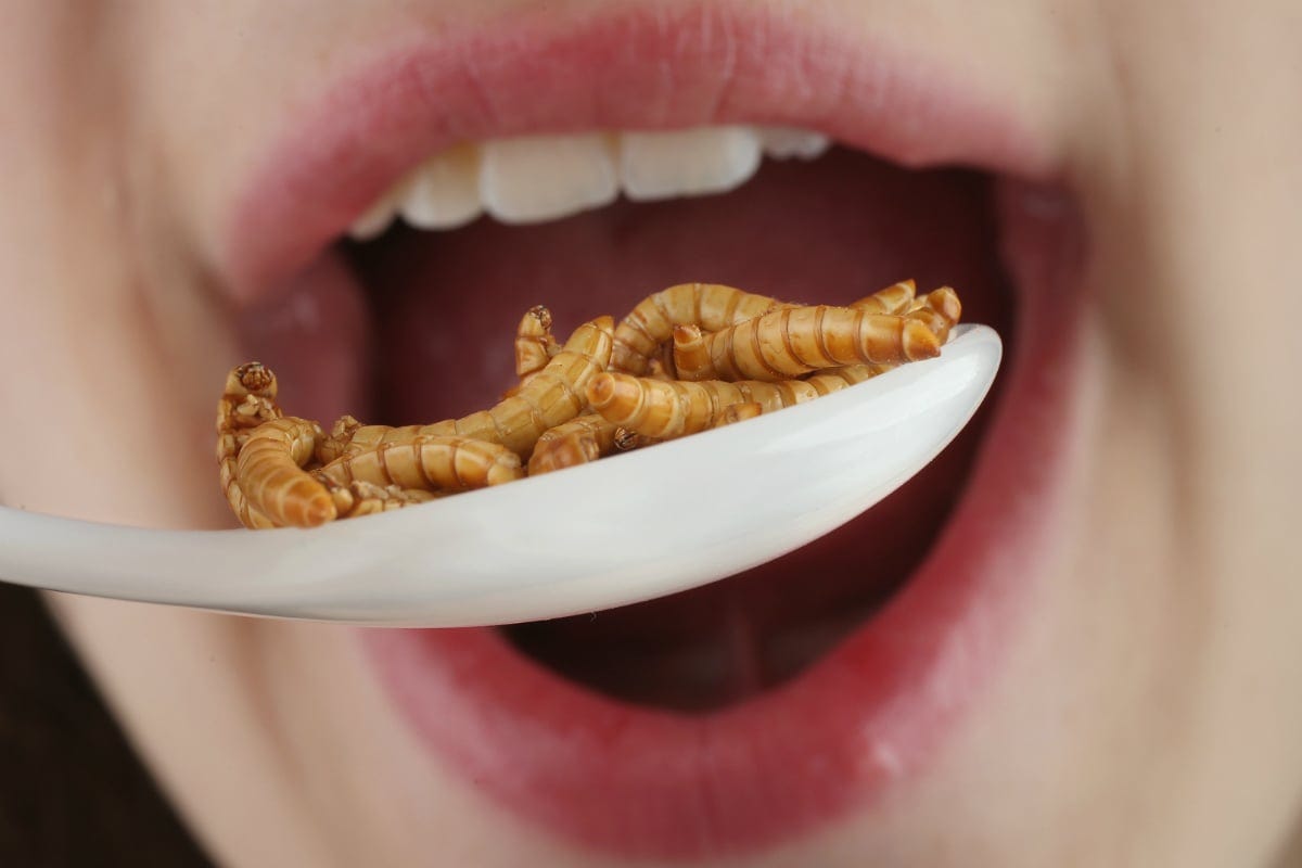 Crunchy Bugs & Grimy Grubs: The Future of Food? - GreatNews.Life