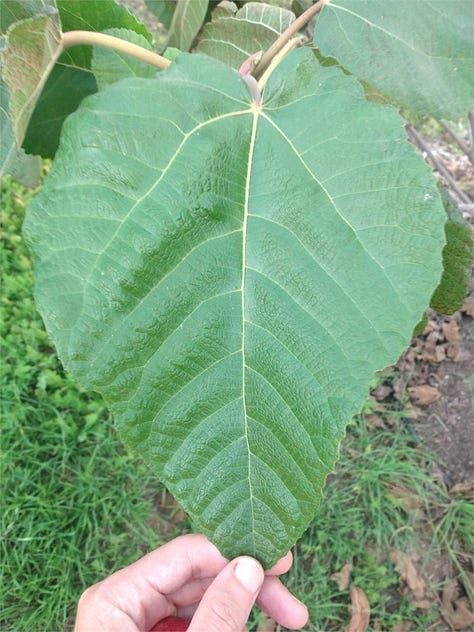 Cherry Cordial Fig