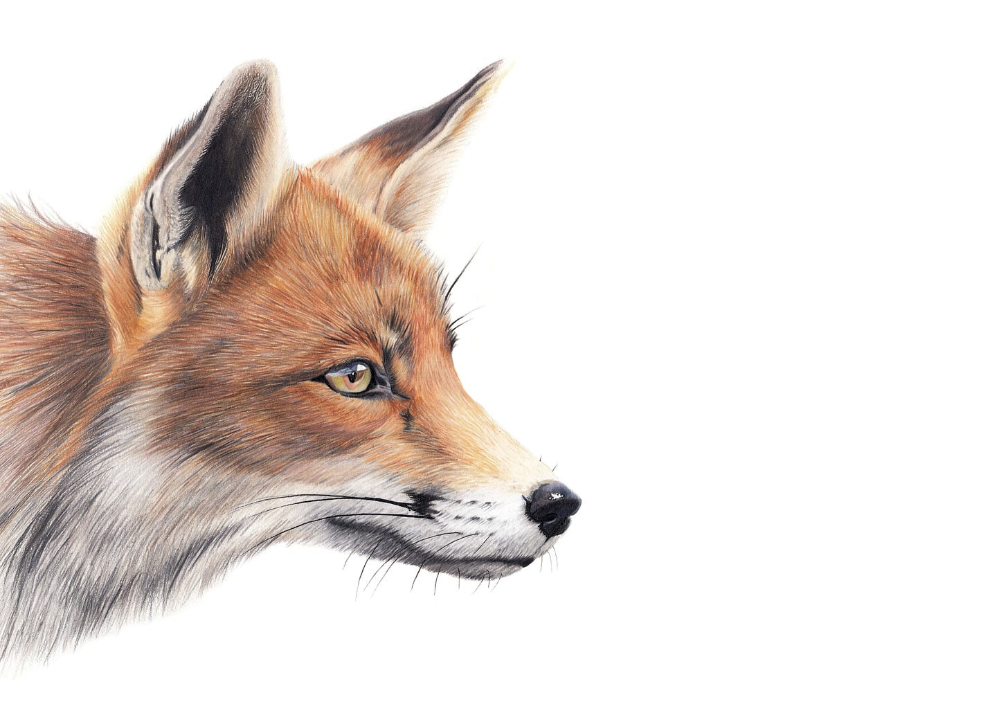 Fox Side View Drawing - Drawing.rjuuc.edu.np