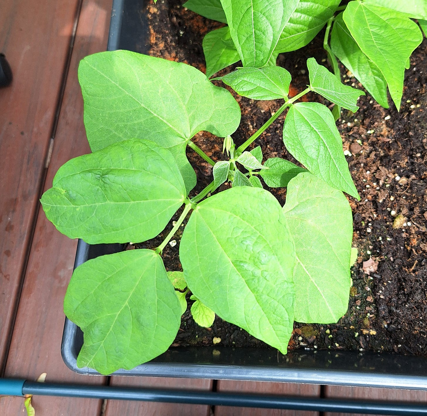 a kidney bean plant