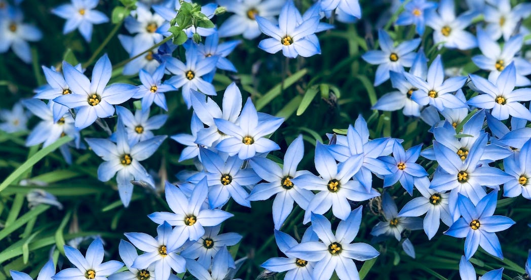 some little blue flowers