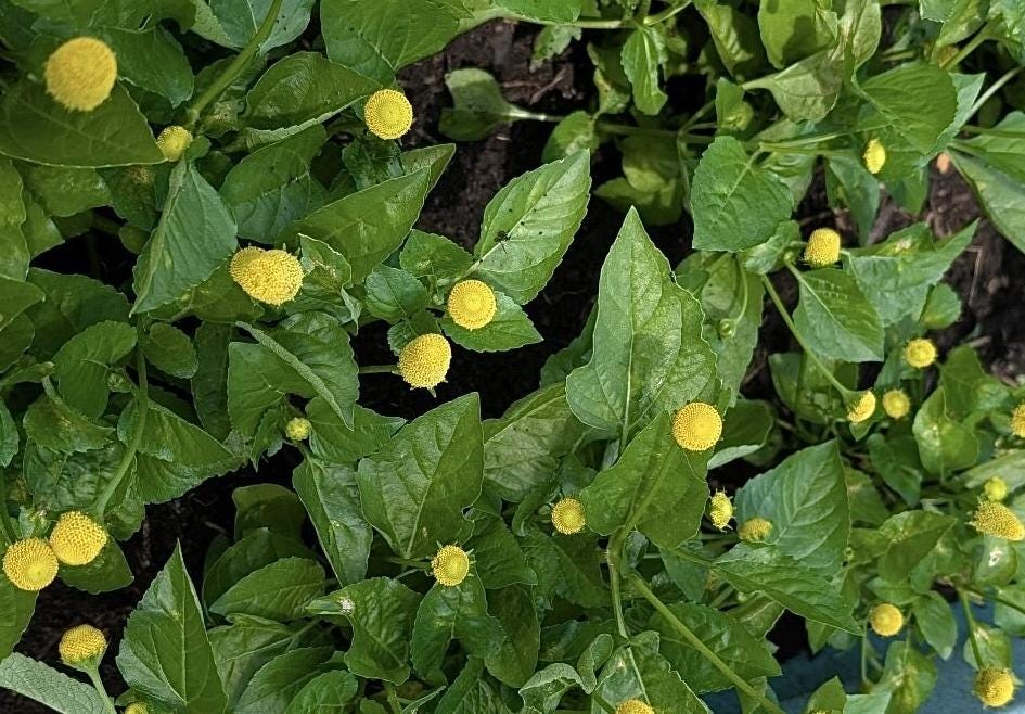 What Happens When You Eat a Buzz Button - by Ellen Frost