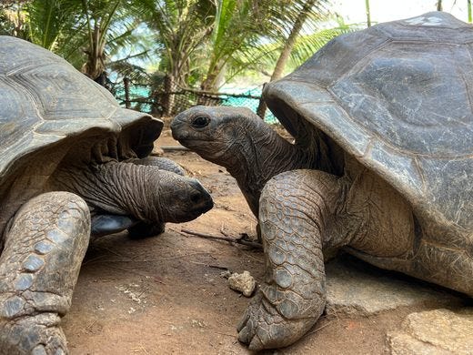 Giant Turtles on Moyenne Island, Seychelles