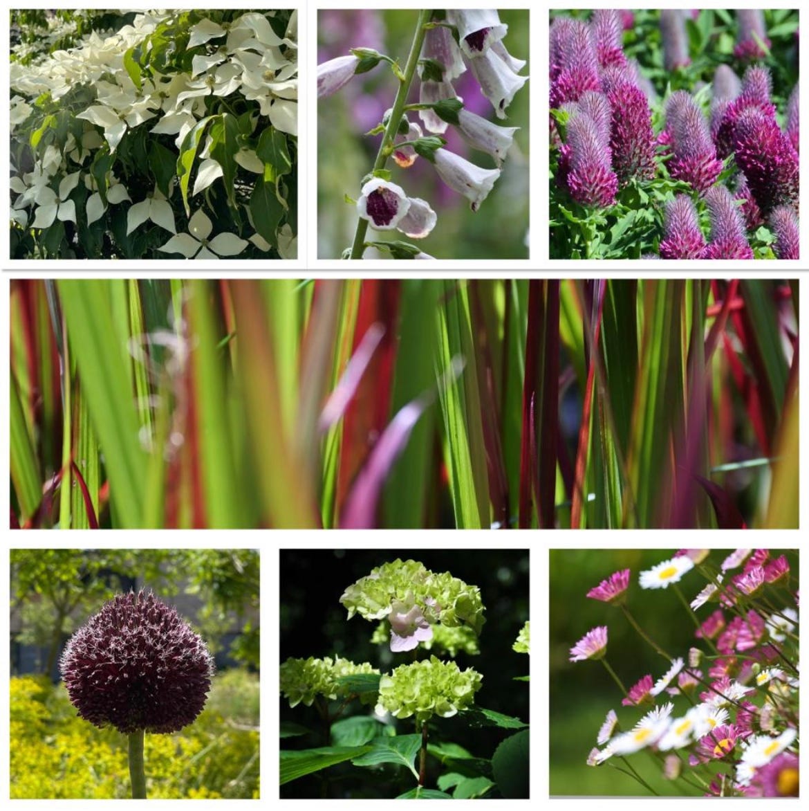 Flowers from June