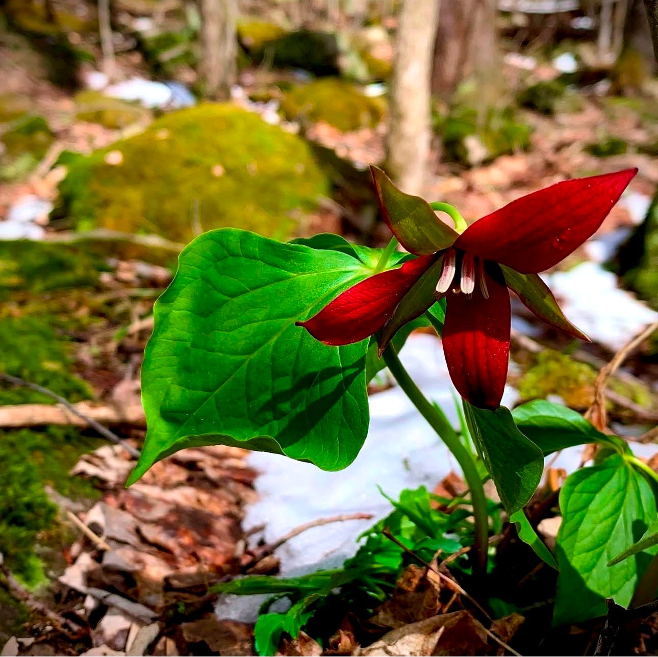 A Red Trillium Flower in the Spring. A Red Trillium Flower in the Spring.