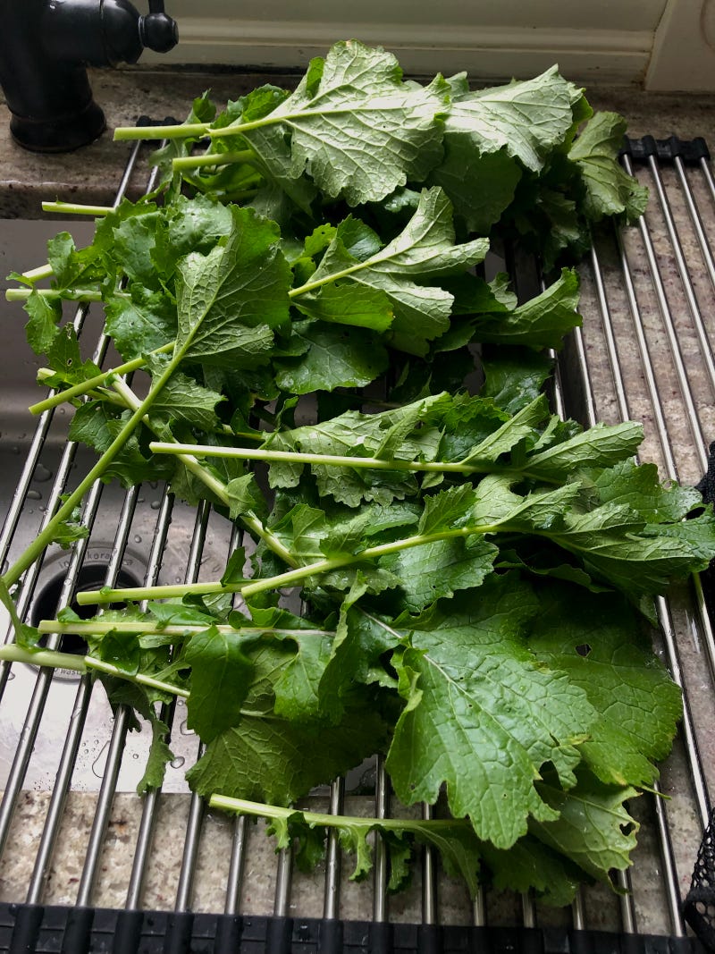 Turnip Greens May 22