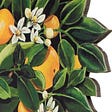 The Citrus Garden's avatar