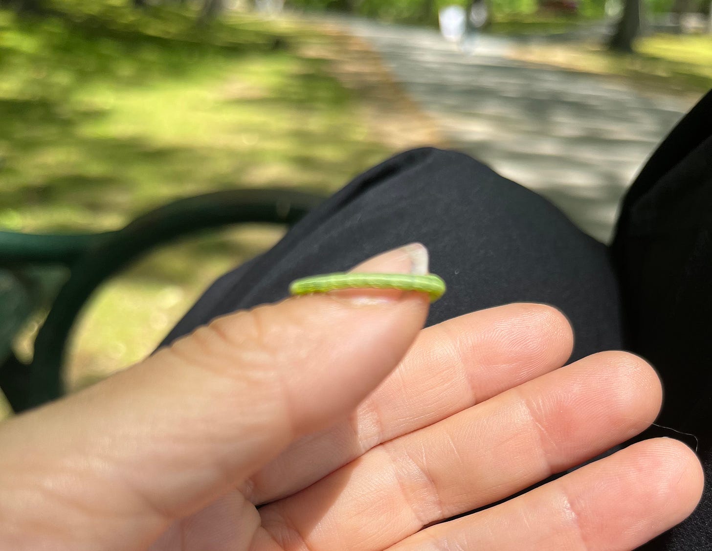 hand with inchworm on it, park bench and park in background.