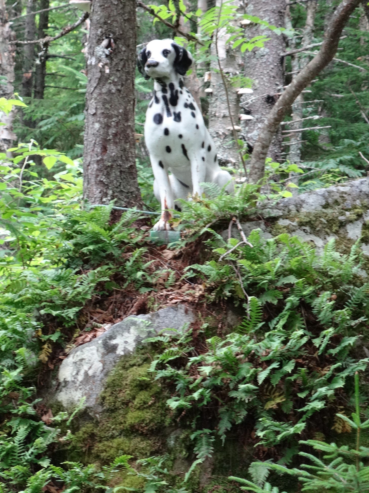 Dog on a rock