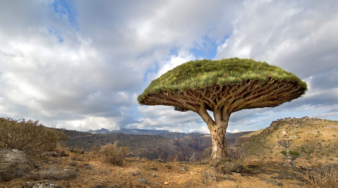 Photo of a dragon's blood tree.