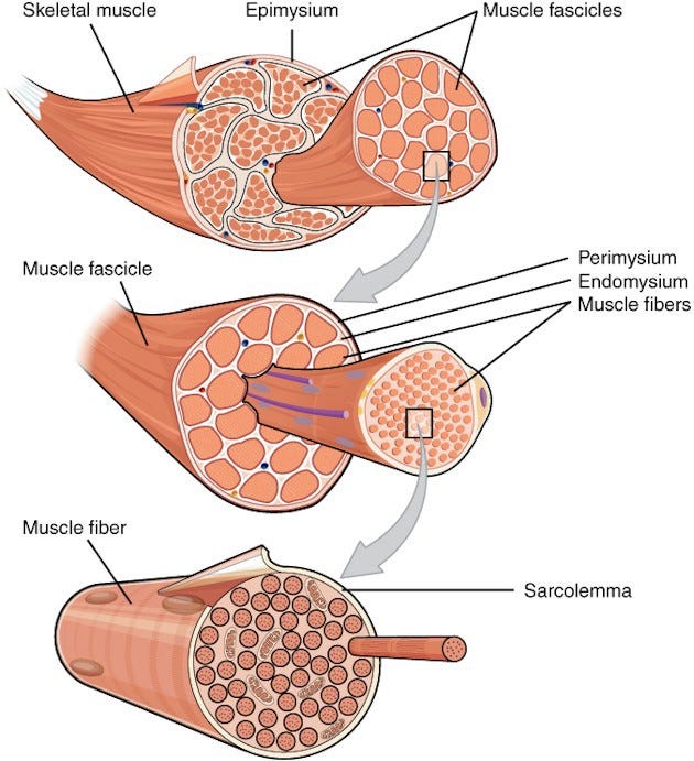 Muscle makeup … notice the muscle strands inside a second strand of muscles inside a third strand of muscles