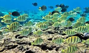 Hawaiian Fish: Snorkeling Guide To The Best Reef Fish