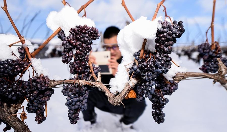 Ice wine vineyard in Northeast China Ice wine vineyard in Northeast China