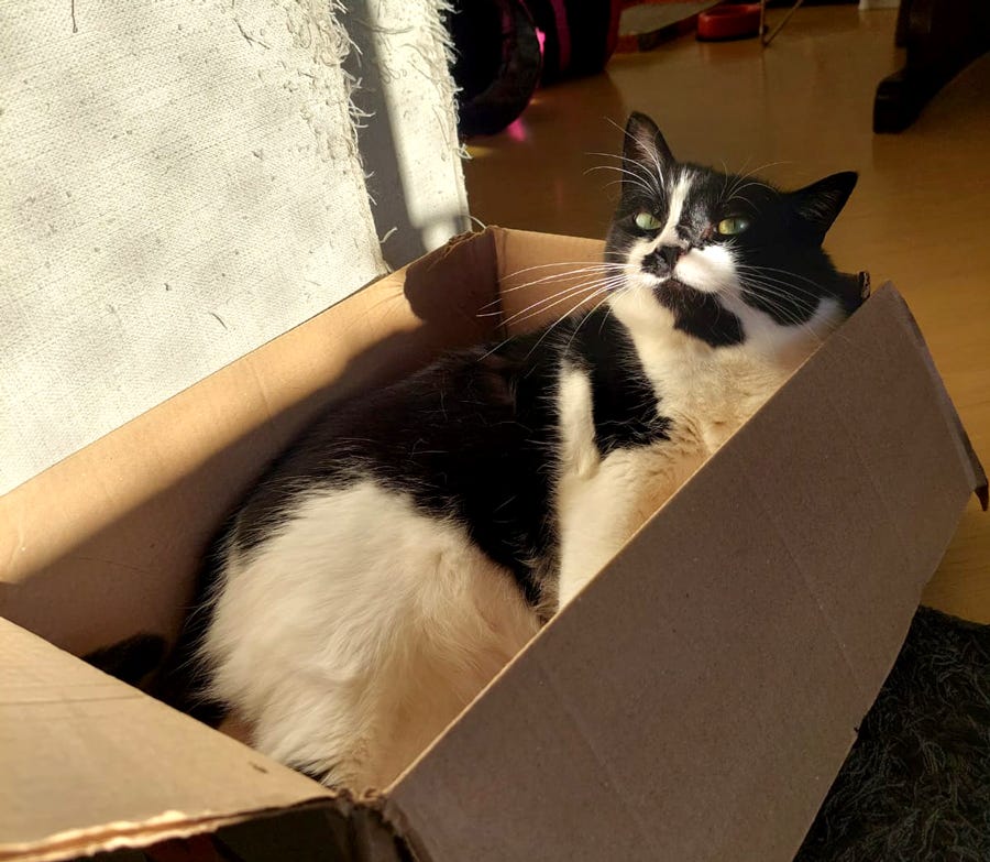 Gata frajolinha com cara de safada dentro de uma caixa
