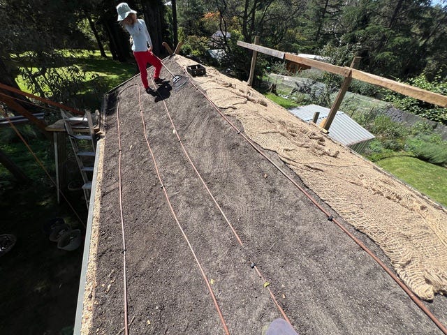 9. Drip irrigation lines were laid in place, then covered with open weave jute mesh to help hold the soil in place.. 9. Drip irrigation lines were laid in place, then covered with open weave jute mesh to help hold the soil in place..