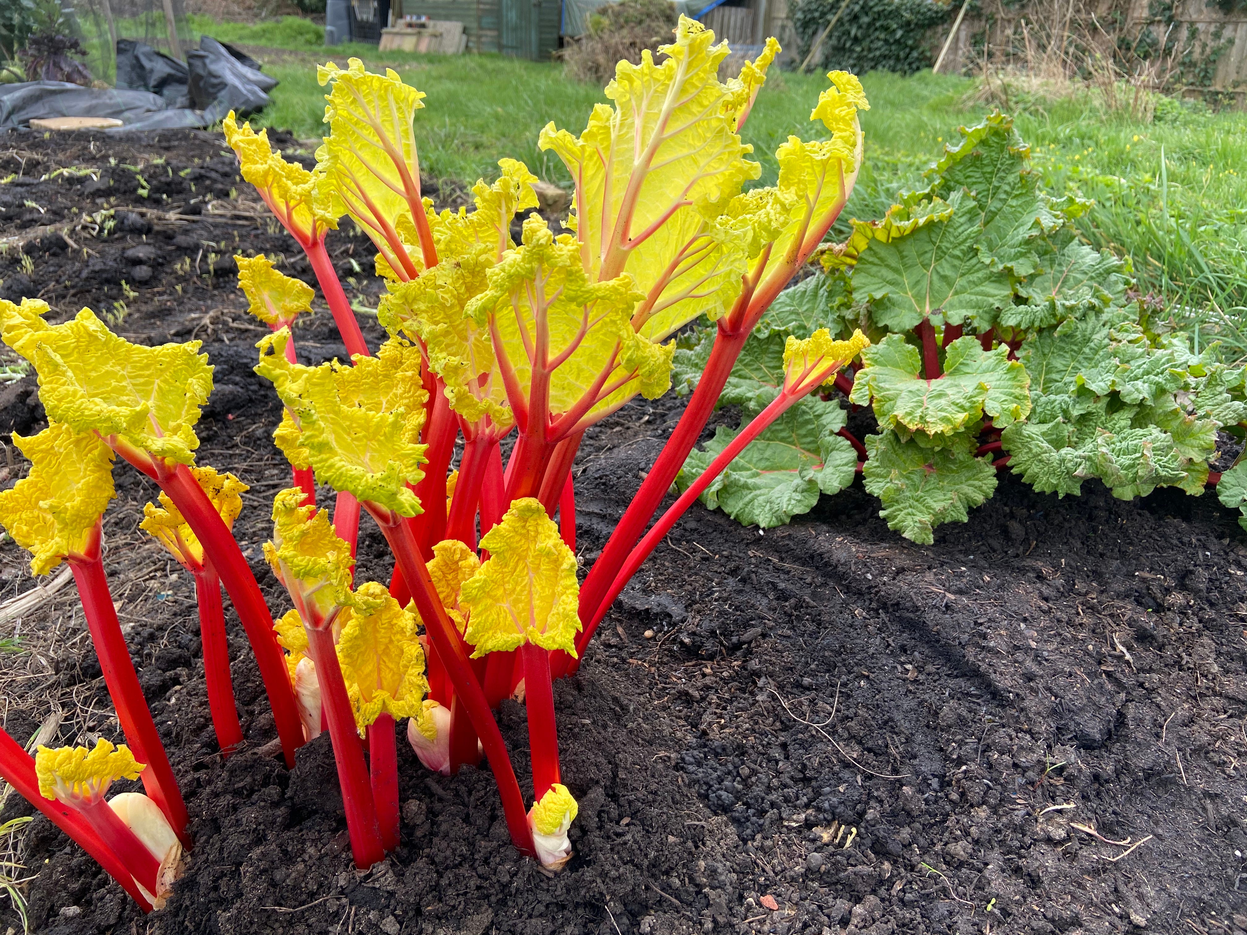 Forced rhubarb ready to harvest or divide