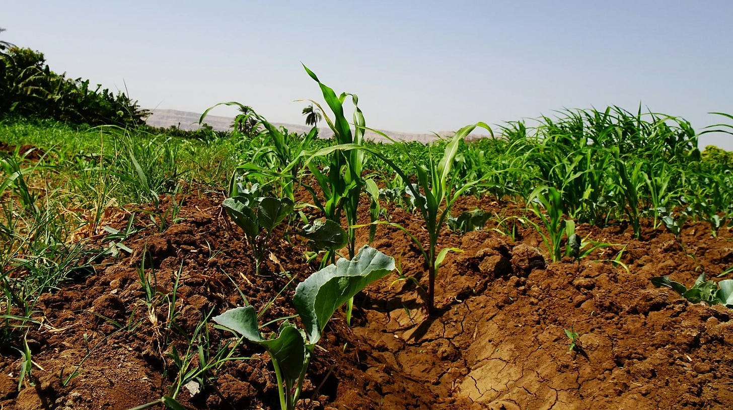 Stunted crops on dry, cracked ground in Sertoni camp, North Darfur, September 2026