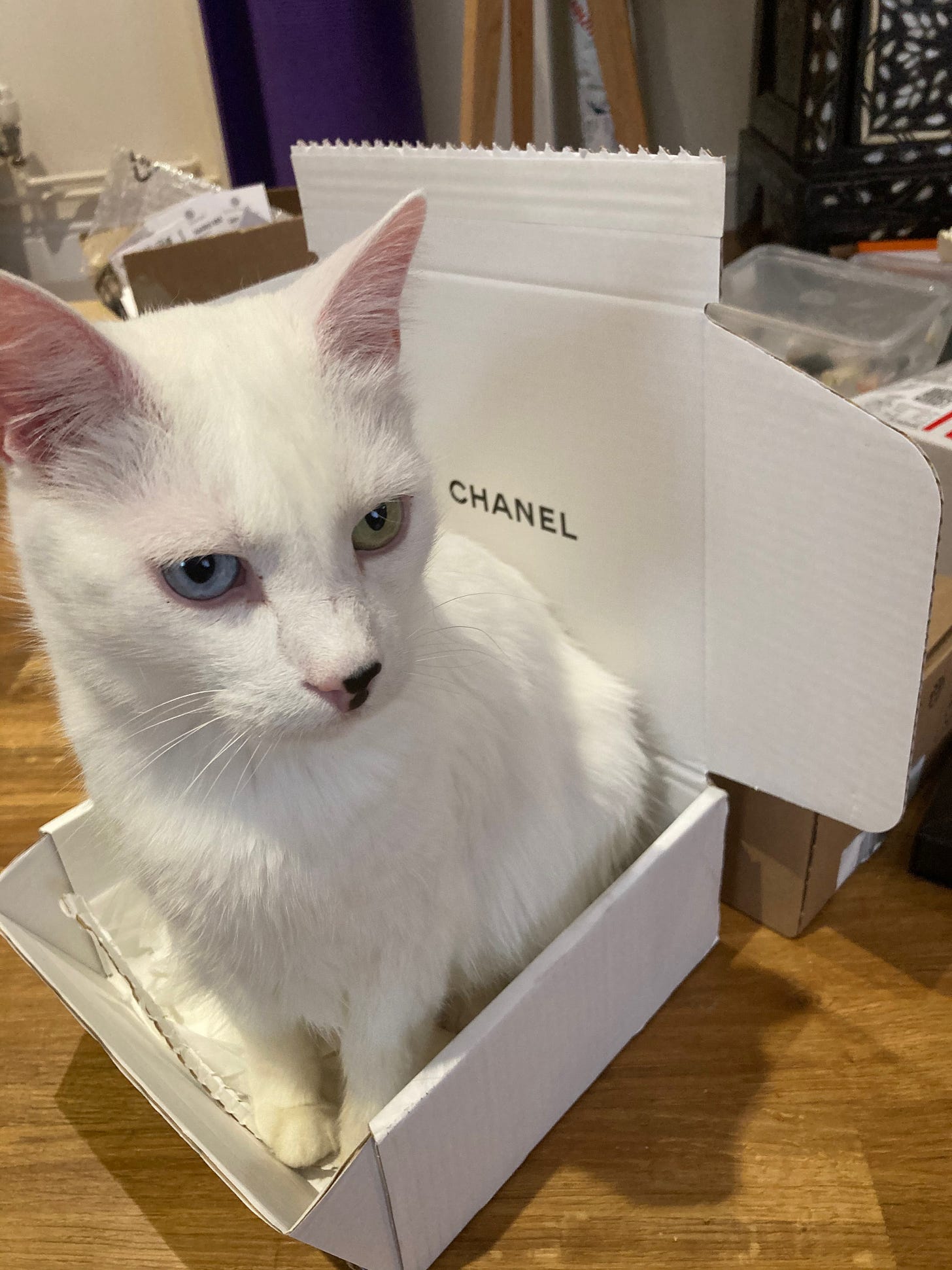 A white cat with blue and green eyes sitting in a Chanel box