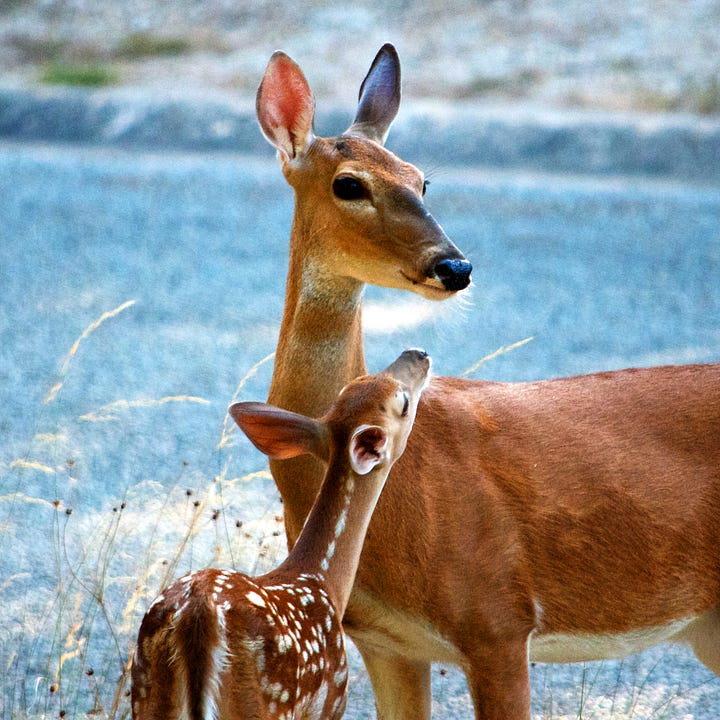 Two images show a fawn stretching up to nuzzle a doe's muzzle as she looks this way and that.