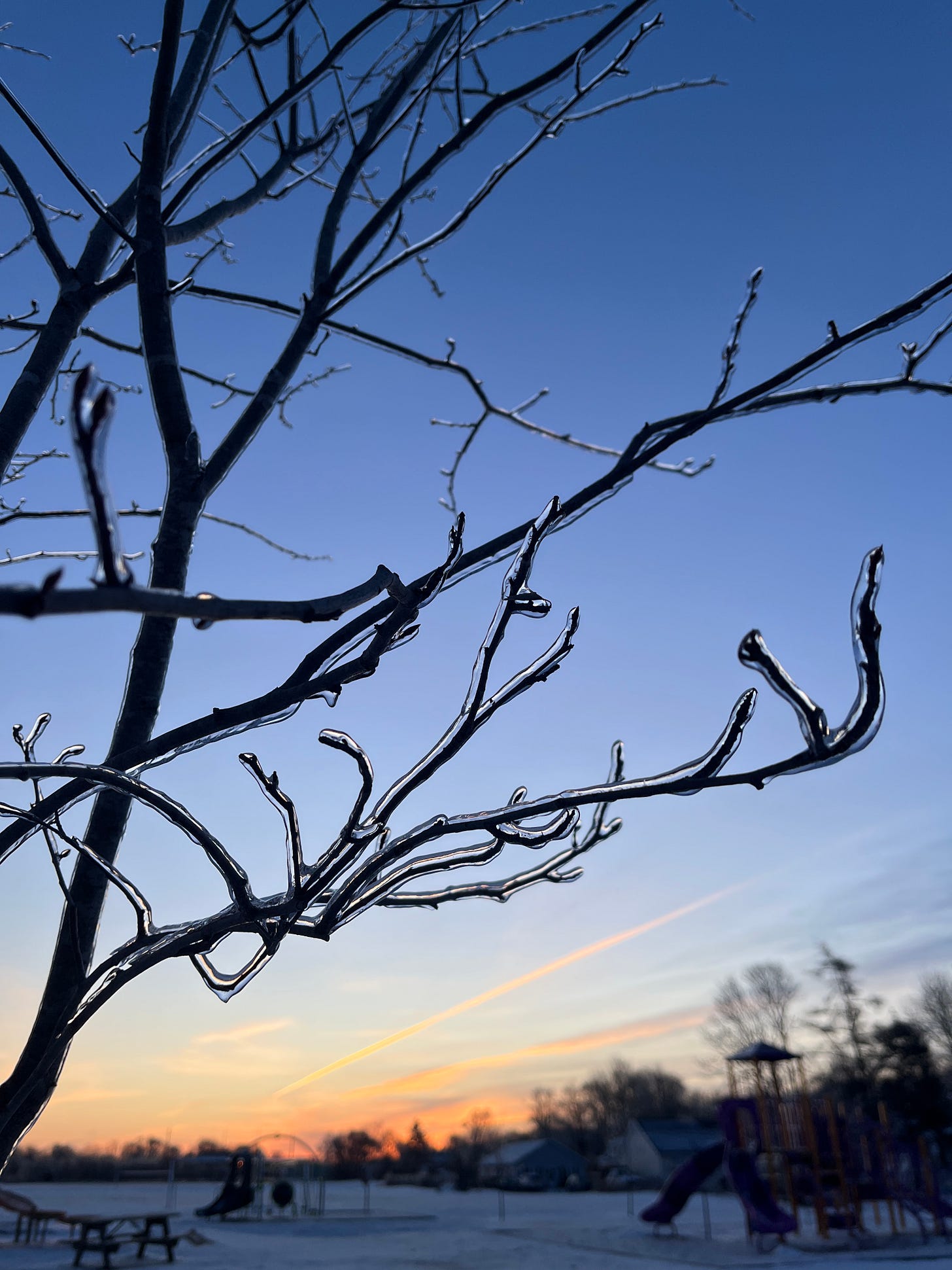an early morning sunset with a tree in the foreground. a layer of ice is on every branch and twig an early morning sunset with a tree in the foreground. a layer of ice is on every branch and twig