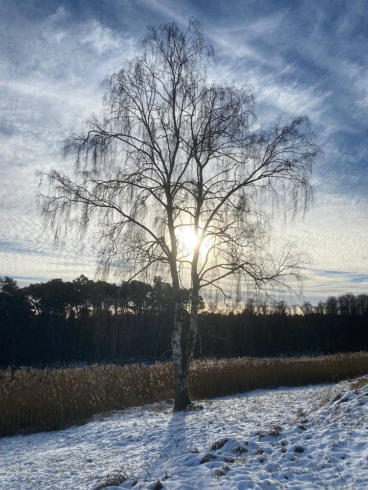 Winteraufnahmen der Birke am Großen Schlagenthin See im Naturpark Märkische Schweiz