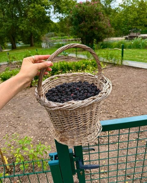Recipe: Blackberry Jam Three Ways - by Claire Dinhut