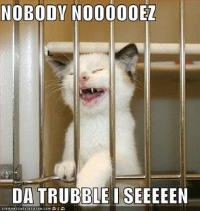 funny-pictures-nobody-knows-the-trouble-kitten-has-seen