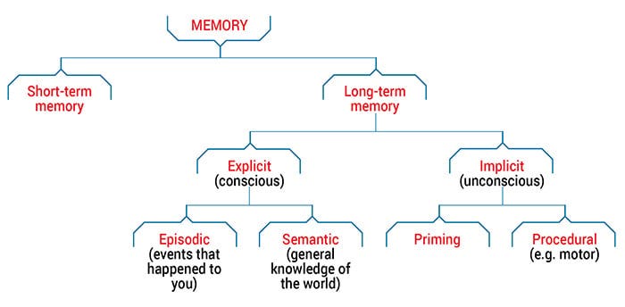The Memory Circuit: How Your Brain Stores Your Entire Life