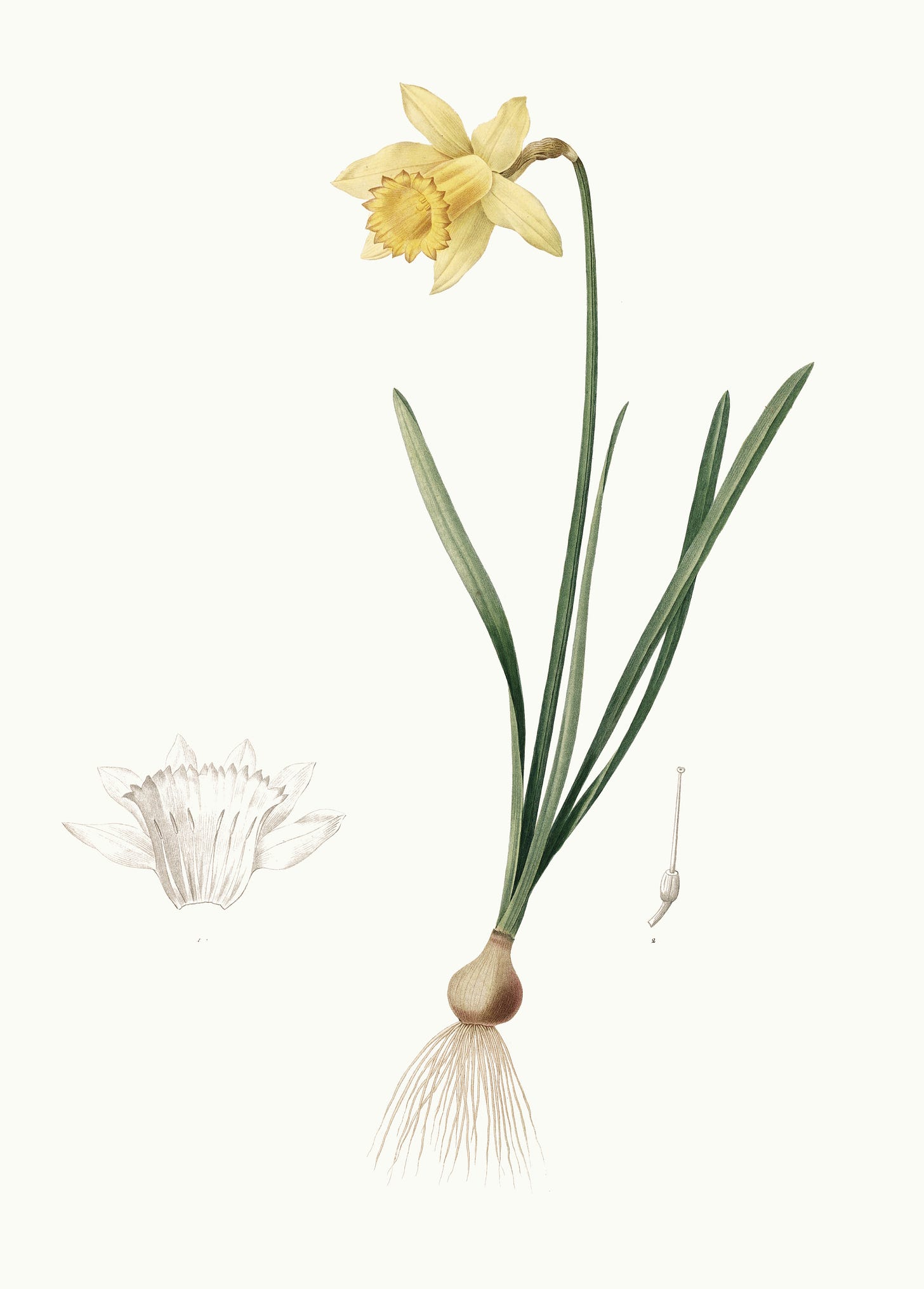 Botanical illustration of the narcissus flower by Pierre Joseph Redouté, 1802
