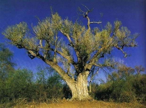These ancient cottonwoods have stood for generations., AI generated