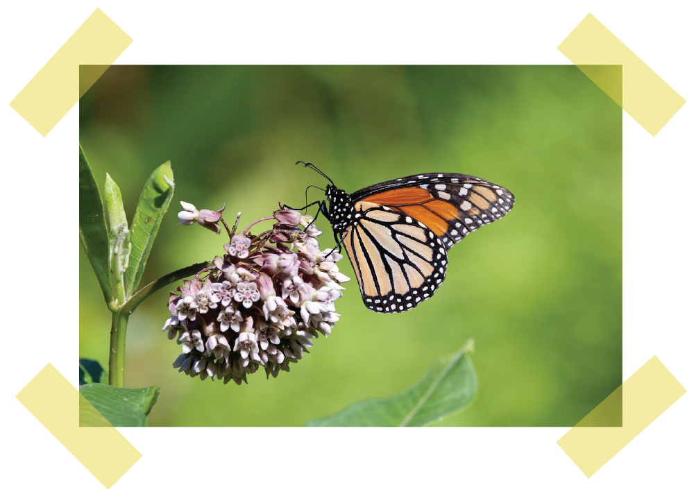 Monarch Butterfly Monarch Butterfly